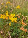 Bird's Foot Trefoil.jpg