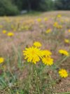 Hawkbit.jpg