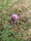 Milk thistle.jpg