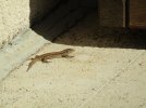 IMG_2497.JPG