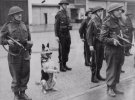 HG Dog Parade.jpg