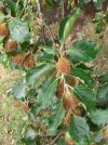 Beech Nuts.jpg