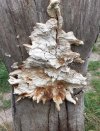 Fungus.jpg