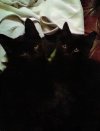 Cats.jpg