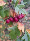 IMG-20250819-WA0008.jpg