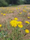 hawkbit.jpg