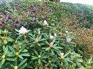 IMG_4113.JPEG