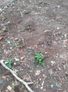 plants.jpg