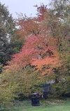 autumn colours.jpg
