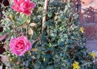 rose and winter jasmine.jpg