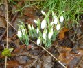 First snowdrops.JPG