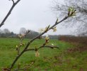 Blossom in Feb.JPG