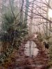 walking the Dog Alcott Wood.JPG
