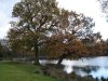 Autumn Trees Longmoor Pool  Sutton Park 22.11.13.jpg