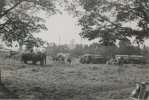 Circus elephants graze on the green at Castle Bromwich, 1951.jpg