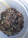 seedlings 1.jpeg