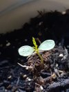 seedlings 4.jpeg