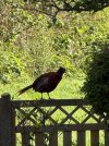 Pheasant .JPG