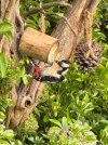 Woodpecker.jpg