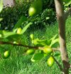 damson or plum.jpeg