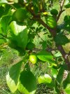 Greengage.jpeg