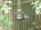 nuthatch.JPG