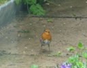 robin on ground.JPG