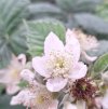 bramble.jpeg