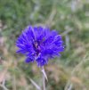 Cornflower.jpeg