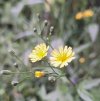 Nipplewort.jpeg