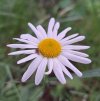 Ox -eye daisy.jpeg