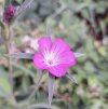 Red Campion.jpeg