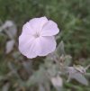 White Campion.jpeg