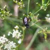 beetle.jpeg