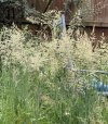 IMG_4617.jpeg