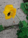 Bee and poppy.jpeg