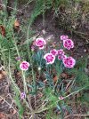 carnation.jpeg