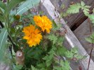 coreopsis.jpeg