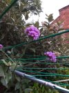 purple verbena.jpeg