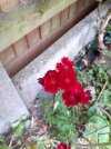 Sweet William.jpeg