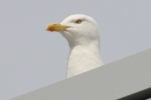 1782816059082.png