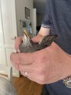 BABY STARLING.jpeg