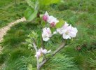 Sue's tree in flower.JPG