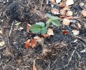 brambles growing back.jpeg