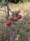 little apples.jpeg