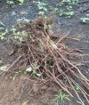 pile of brambles.jpg