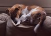 Toby 22 5 14 002.JPG