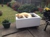 ginger in sink.JPG