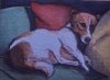 Toby 20 Feb 2015.jpg