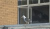 seagull.JPG